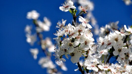 Season tree branch photo