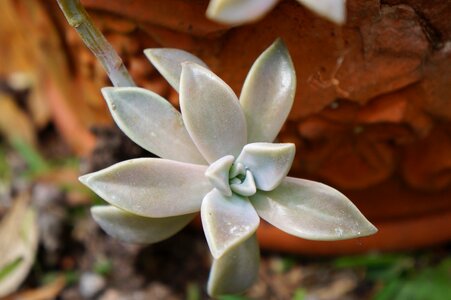 Succulent rosette natural photo