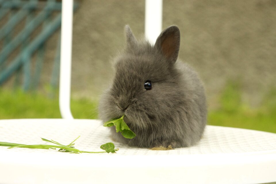 Domestic nature young