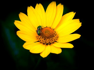 Bee marguerite foraging