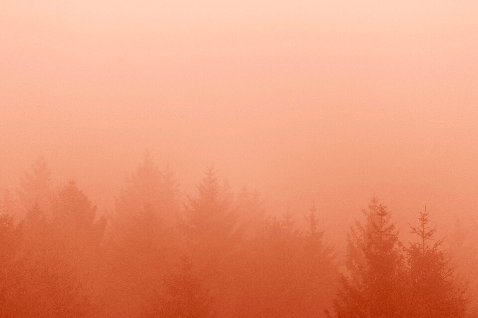 Forest fog cold