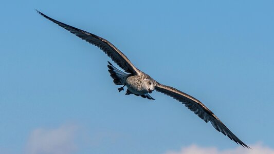 Flight animal world travel