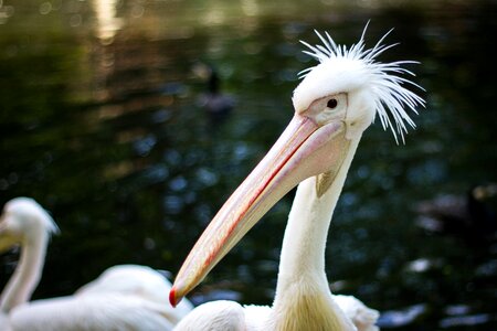 Birds nature pelicans