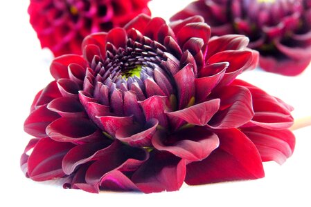 Red wine red close up