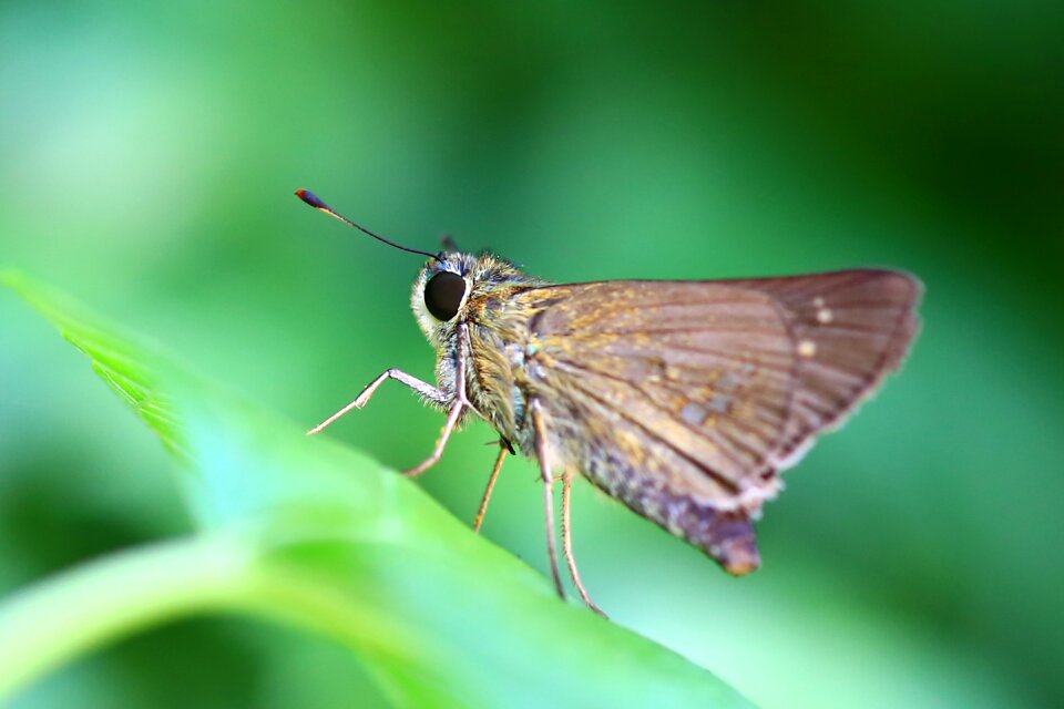 Autumn insects wing