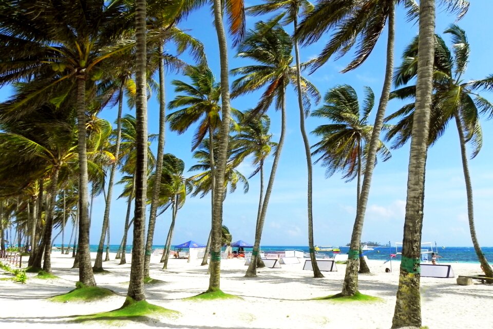 Beach tropical tropics