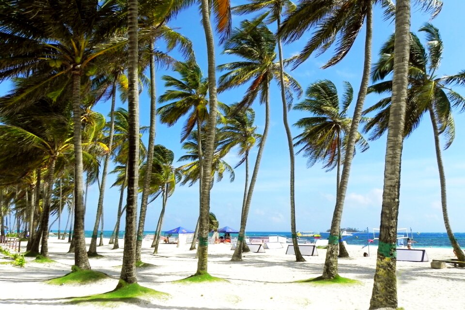 Beach tropical tropics photo