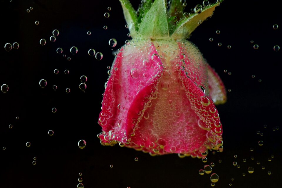 Blubber blow water bubbles