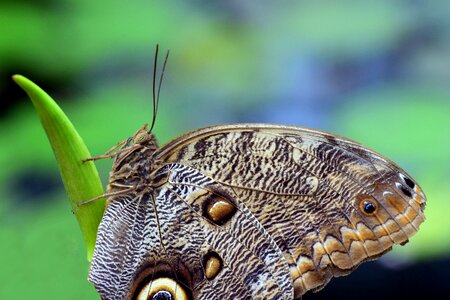 Animal world insect butterfly