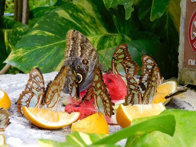 Nectar butterfly insect