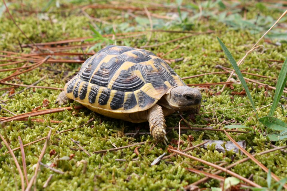 Animal carapace little turtle