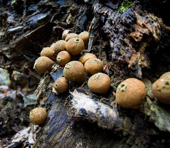 Ride nature undergrowth
