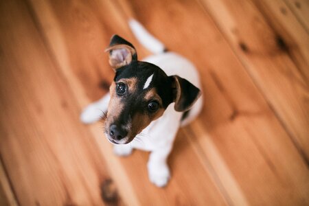 Animal wooden brown dog