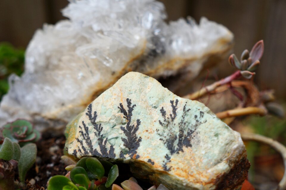 Succulents crystals minerals