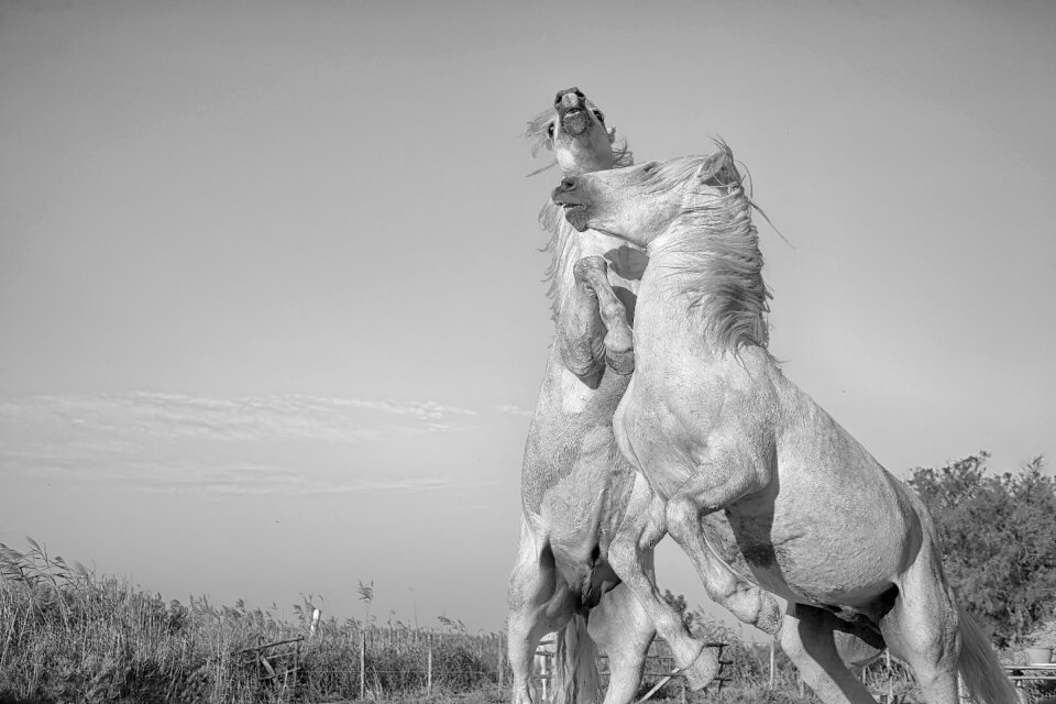 Standard equine combat