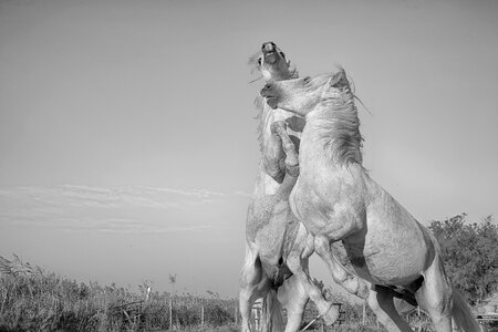 Standard equine combat