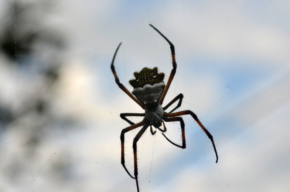 Spider garden nature
