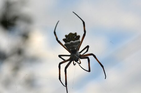 Spider garden nature