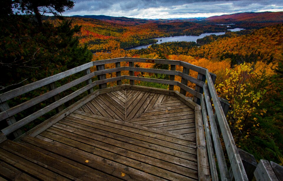 Québec canada trees photo