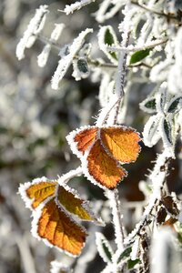 Frozen frost wintertime photo