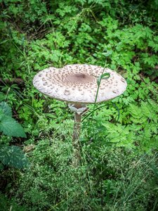 Nature parasol mushroom forest