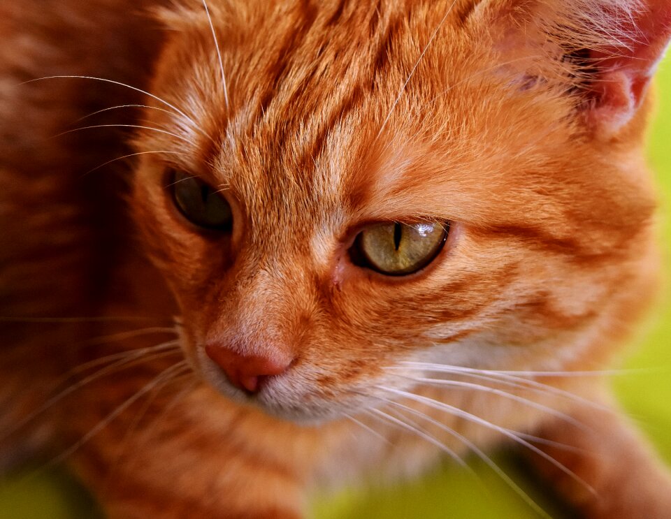 Portrait funny red