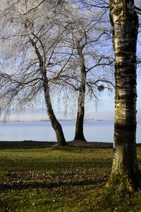 Wintertime trees birch