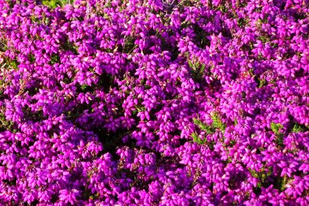 Purple flowers nature garden