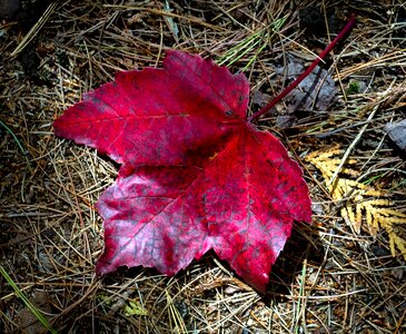 Autumn leaves autumn landscape maple leaves photo