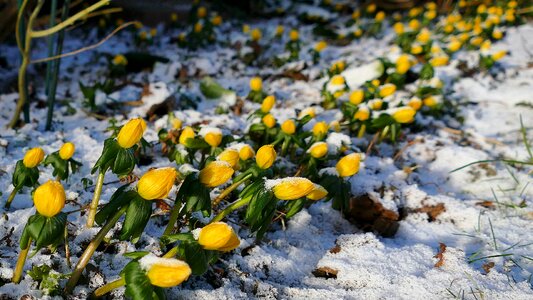Winter linge garden nature