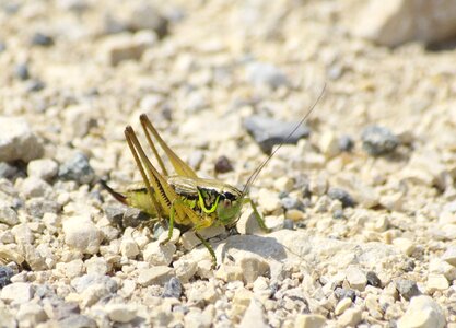 Gravel green insect photo