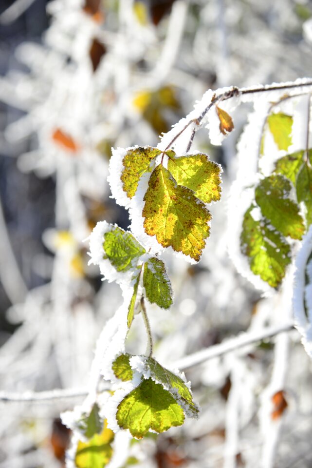 Frozen frost wintertime