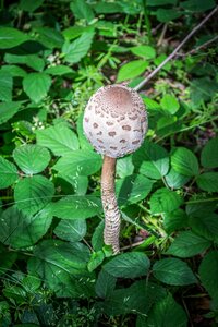 Nature parasol mushroom forest