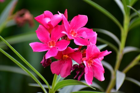 Adenium obesum deep pink flowers