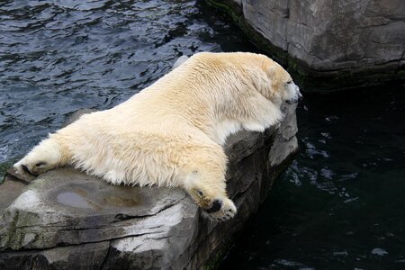 Mammal animal ice