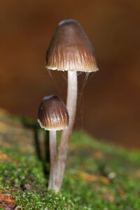 Green nature macro