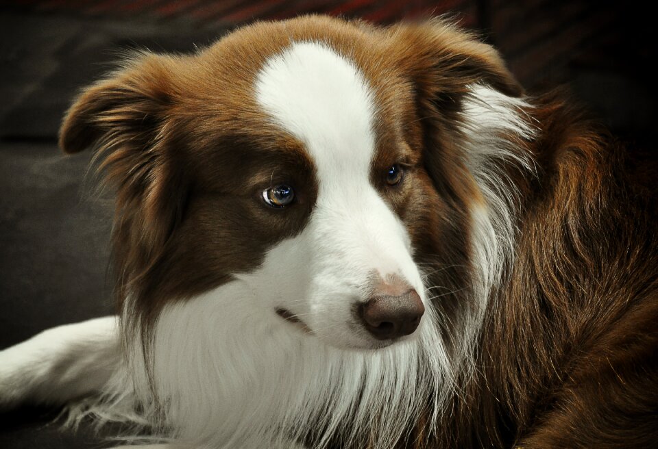 British sheepdog border purebred dog