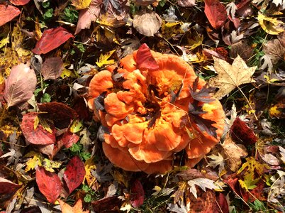 Orange leaf leaves