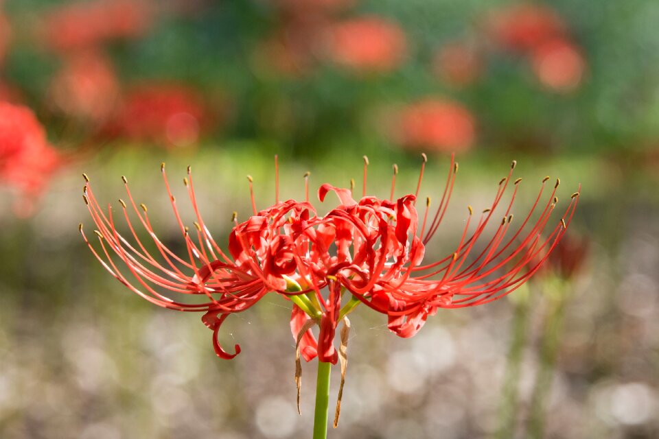 Flowers red color nature