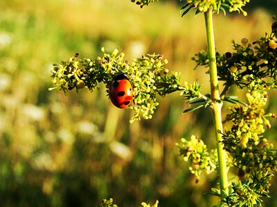 Green summer insect photo