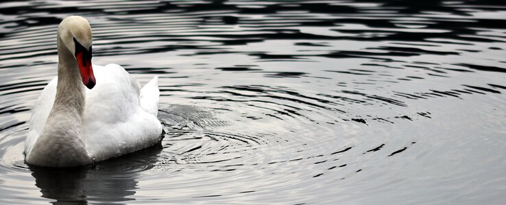 Bird proud to be a swan pride