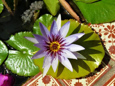 Lotus pond flower purple flower