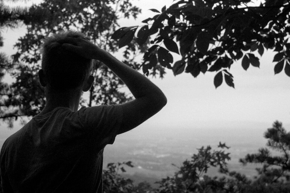 Black and white trees leaves photo