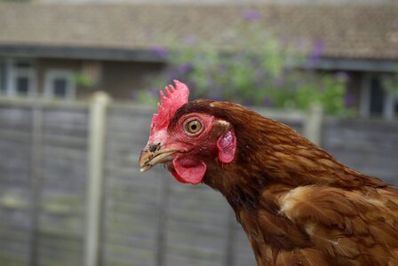 Hen rescue feathers