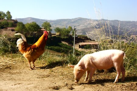 Chicken rural mountain