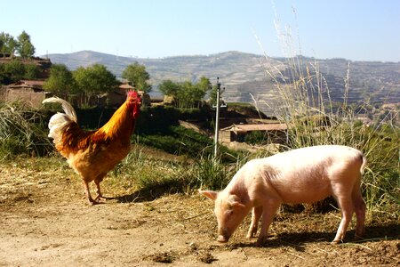 Chicken rural mountain photo