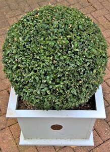 Container plant evergreen leaves white planters photo