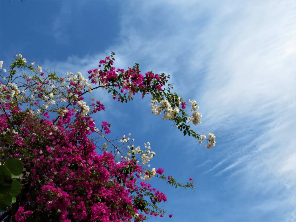 Bogondia flowers sky pink flowers