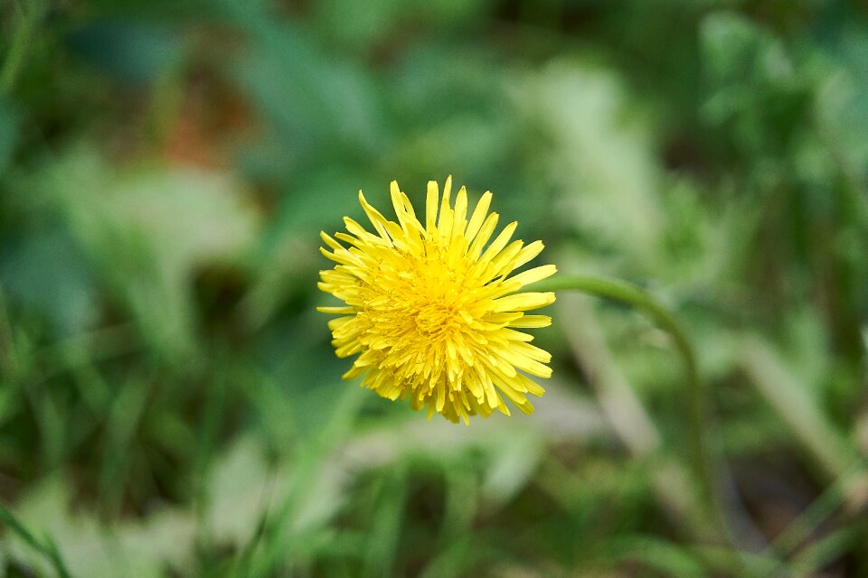 Plant flower outdoor
