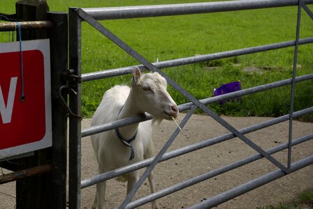 Goat farm animal